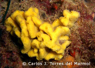 coral-amarillo-cabo-de-palo