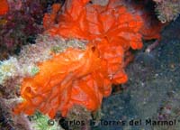 coral-cabo-de-palos