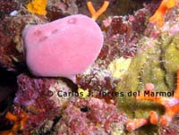 coral-rosa-cabo-de-palos