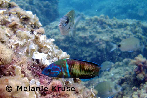 peces-costa-calida-2