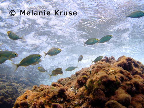 salmonetes-costa-calida