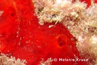 corales-costa-calida