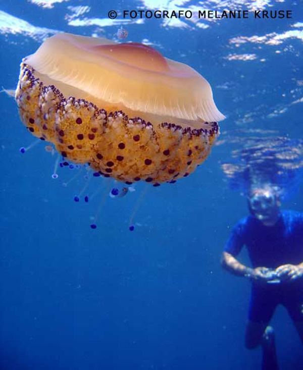 cabo-de-palos-medusa-agua-g