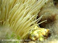 anemona-cabo-de-palos