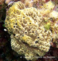 coral-costa-calida
