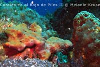 corales-cabo-de-palos