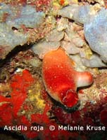 ascidia-roja-costa-calida